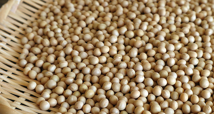 自家製味噌にもおすすめ!平譯さんの畑から「大豆」